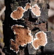 바늘버섯(줄바늘버섯) (Steccherinum ochraceum (Pers.) Gray  > Steccherinum rhois (Schw.) Banker)