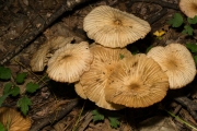 큰낙엽버섯 (Marasmius maximus Hongo)