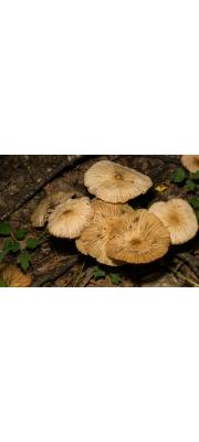 큰낙엽버섯 (Marasmius maximus Hongo)