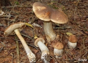 예쁜껄껄이그물버섯 (Leccinum pulchrum Lannoy & Estades)
