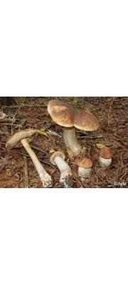 예쁜껄껄이그물버섯 (Leccinum pulchrum Lannoy &amp; Estades)