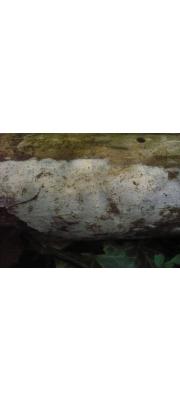 돌기고약버섯 (Hyphodontia pallidula (Bres.) Erikss.)