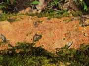 오렌지바늘버섯 (Steccherinum robustius (Erikss & Lind.) Erikss)