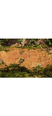 오렌지바늘버섯 (Steccherinum robustius (Erikss &amp; Lind.) Erikss)
