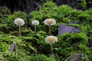 박꽃처녀버섯 (Cuphophyllus borealis (Peck) Bon ex Courtec.  > Camarophyllus borealis (Peck) Murr.)
