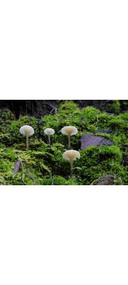 박꽃처녀버섯 (Cuphophyllus borealis (Peck) Bon ex Courtec.  > Camarophyllus borealis (Peck) Murr.)