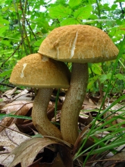 붉은갓껄껄이그물버섯 (Leccinum rugosiceps (Peck) Singer)
