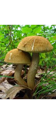 붉은갓껄껄이그물버섯 (Leccinum rugosiceps (Peck) Singer)