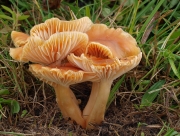 처녀버섯 (Cuphophyllus pratensis (Fr.) Bon  > Camarophyllus pratensis (Pers.) P. Kumm.)