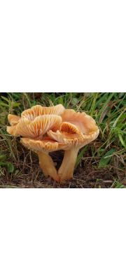 처녀버섯 (Cuphophyllus pratensis (Fr.) Bon  > Camarophyllus pratensis (Pers.) P. Kumm.)