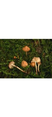 선녀낙엽버섯 (Marasmius oreades (Bolt.) Fr.)