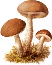거친껄껄이그물버섯 (Leccinum scabrum (BulLeccinum) Gray)