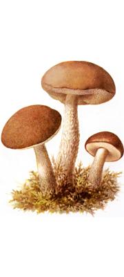거친껄껄이그물버섯 (Leccinum scabrum (BulLeccinum) Gray)