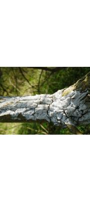 석회돌기고약버섯 (Hyphodontia sambuci (Pers.) Erikss  > Lyomyces sambuci (Pers.) P. Karst.)