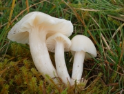 흰색처녀버섯(눈빛처녀버섯, 눈빛꽃버섯) (virgineus (Wulf.) Kovalenko  > Camarophyllus virgineus (Wulf.) Kumm. > Hygrocybe virginea (Wulf.) Ort. & Watl. > Hybrocybe nivea (Scop.) Murr. > Hygrophorus niveus (Scop.) Fr.)
