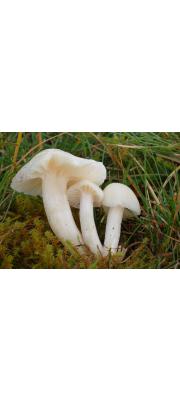 흰색처녀버섯(눈빛처녀버섯, 눈빛꽃버섯) (virgineus (Wulf.) Kovalenko  > Camarophyllus virgineus (Wulf.) Kumm. > Hygrocybe virginea (Wulf.) Ort. &amp; Watl. > Hybrocybe nivea (Scop.) Murr. > Hygrophorus niveus (Scop.) Fr.)