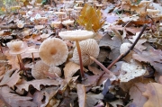 밀짚낙엽버섯(흰낙엽버섯) (Marasmius prasiosmus (Fr.) Fr.)