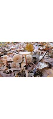 밀짚낙엽버섯(흰낙엽버섯) (Marasmius prasiosmus (Fr.) Fr.)