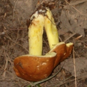 한라껄껄이그물버섯 (Leccinum subglabripes (Peck) Sing.)