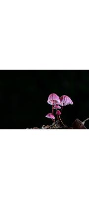 앵두낙엽버섯(종이꽃낙엽버섯) (Marasmius pulcherripes Peck)