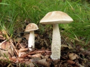 말목껄껄이그물버섯 (Leccinum subradicatum Hongo)