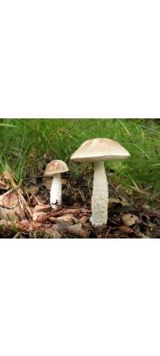 말목껄껄이그물버섯 (Leccinum subradicatum Hongo)