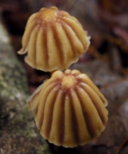자주색줄낙엽버섯 (Marasmius purpureostriatus Hongo)