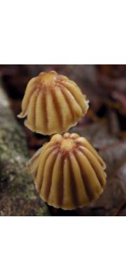 자주색줄낙엽버섯 (Marasmius purpureostriatus Hongo)