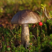 다색껄껄이그물버섯 (Leccinum variicolor Watll.)