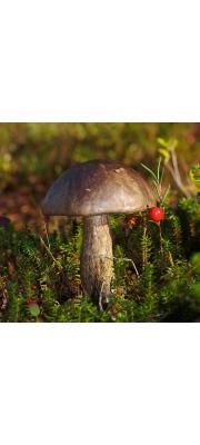 다색껄껄이그물버섯 (Leccinum variicolor Watll.)