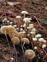 낙엽버섯 (Marasmius rotula (Scop.) Fr.)