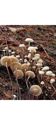 낙엽버섯 (Marasmius rotula (Scop.) Fr.)