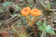 이끼오렌지버섯 (Loreleia postii (Fr.) Readh., Mon., Vilg. & Lutz.)