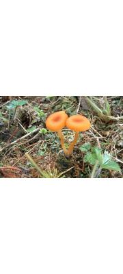 이끼오렌지버섯 (Loreleia postii (Fr.) Readh., Mon., Vilg. &amp; Lutz.)