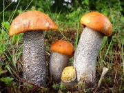 오렌지껄껄이그물버섯(등색껄껄이그물버섯) (Leccinum versipelle (Fr. & Hök) Snell.)
