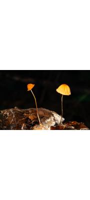 애기낙엽버섯 (Marasmius siccus (Schw.) Fr.)