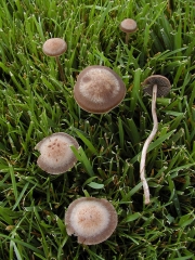 대추씨퇴비버섯(대추씨말똥버섯) (Panaeolina foenisecii (Pers.) Maire  > Panaeolus foenisecii (Pers.) J. Schröt)