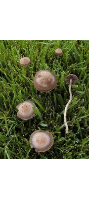 대추씨퇴비버섯(대추씨말똥버섯) (Panaeolina foenisecii (Pers.) Maire  > Panaeolus foenisecii (Pers.) J. Schröt)