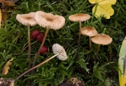 목걸이낙엽버섯 (Marasmius torquescens Quél.)