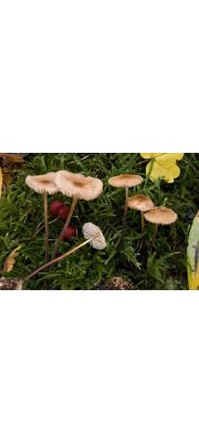 목걸이낙엽버섯 (Marasmius torquescens Quél.)