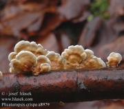 꽃귀버섯(주름고약버섯) (Plicaturopsis crispa (Pers ) D. A. Reid)