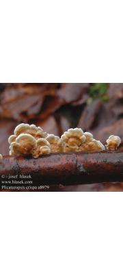 꽃귀버섯(주름고약버섯) (Plicaturopsis crispa (Pers ) D. A. Reid)