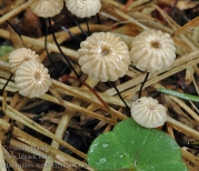 물낙엽버섯 (Marasmius wettsteinii Sacc. & Syd.)