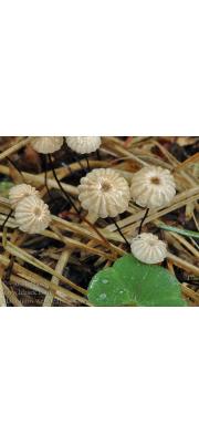 물낙엽버섯 (Marasmius wettsteinii Sacc. &amp; Syd.)