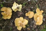 나무미세구멍버섯(나무방패버섯) (Xanthoporus syringae (Parmasto) Audet  > Albatrellus syringae (Parmasto) Pouz.)