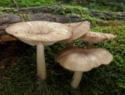 넓은솔버섯(넓은큰솔버섯, 넓은주름버섯) (Megacollybia platyphylla (Pers.) Kotl. & Pouz.  > Tricholomopsis platyphylla (Pers.) Sing.)