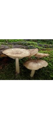 넓은솔버섯(넓은큰솔버섯, 넓은주름버섯) (Megacollybia platyphylla (Pers.) Kotl. &amp; Pouz.  > Tricholomopsis platyphylla (Pers.) Sing.)