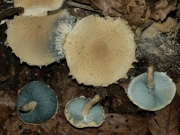 청흑주름버섯(귀흑주름버섯) (Melanophyllum eyrei (Massee) Sing. >Lepiota eyrei (Massee) J. Lange)