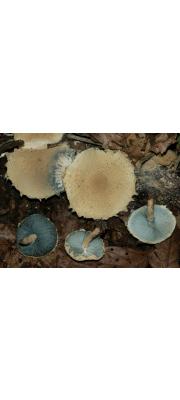 청흑주름버섯(귀흑주름버섯) (Melanophyllum eyrei (Massee) Sing. >Lepiota eyrei (Massee) J. Lange)