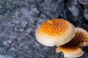 검은비늘버섯 (Pholiota adiposa (Batsch) P. Kumm.)